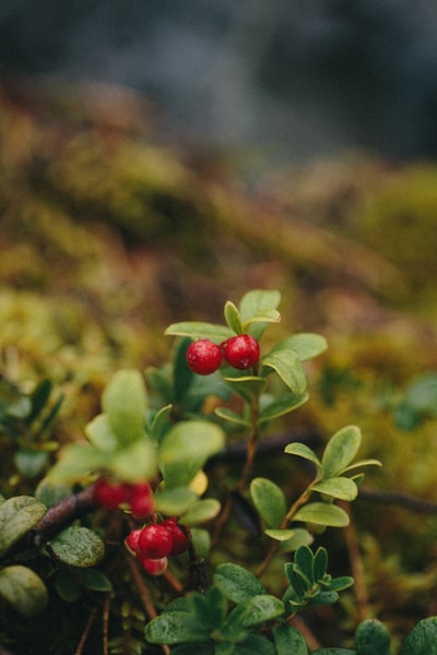 倾斜镜头中的红色和绿色植物